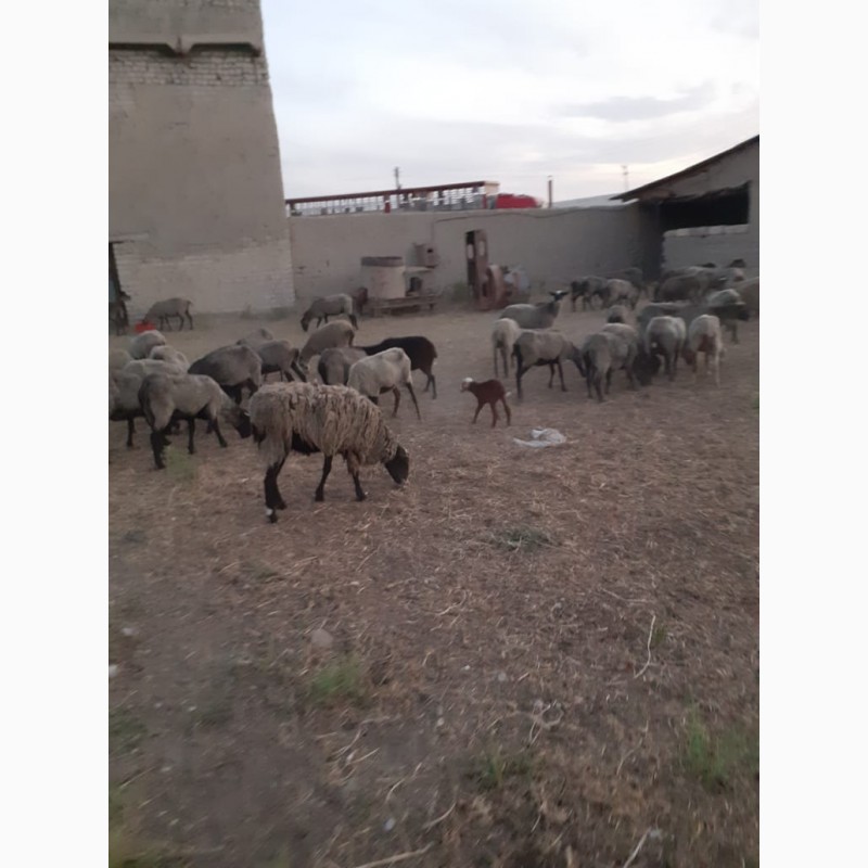 Фото 4. Реализуем овцы с Украины