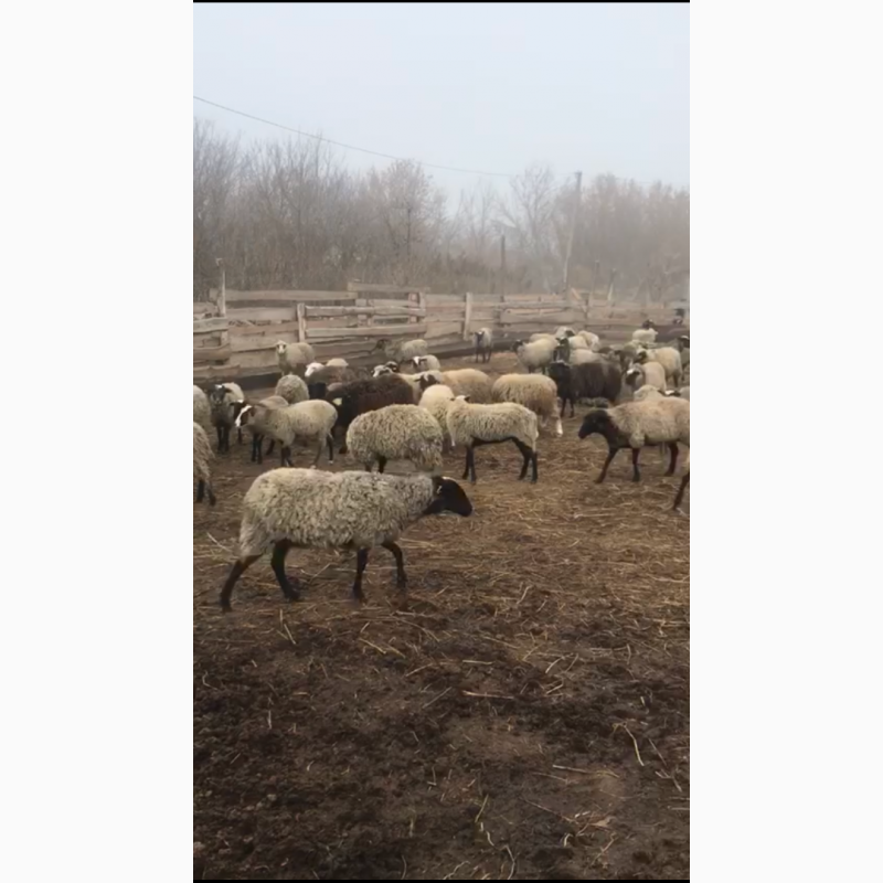 Фото 5. Реализуем овцы с Украины