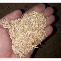 Пшеница 5 класса фуражная, ячмень